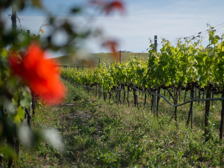 Escapada Azienda Agricola Ceraudo Marina di Strongoli Italia vino  degustación de vinos naturaleza 
