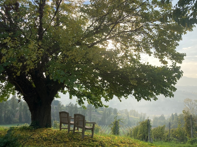 Villa Verdicchio: B&B con encanto en Le Marche, bienestar, vistas a viñedos y experiencias en torno al vino