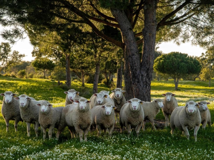 Herdade das Barradas da Serra, un bed & breakfast boutique en la región de Comporta.