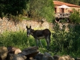 Molino rio alajar Aracena 