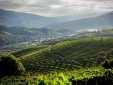 Quinta do Vallado 