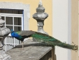 Building of the best Hotel in Lisbon solar do castelo Romantic and luxurious