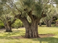finca son mas hotel de lujo con encanto en mallorca muy romantico