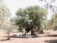 Masseria Dagilupi casa de vacaciones villa de lujo mejor en puglia