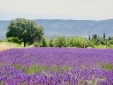 lavender in the Luberon