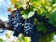 wine country france, where to stay secretplaces 