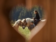 Horses