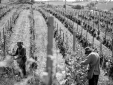 cascina barac