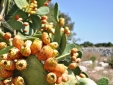 Masseria Uccio - Garden