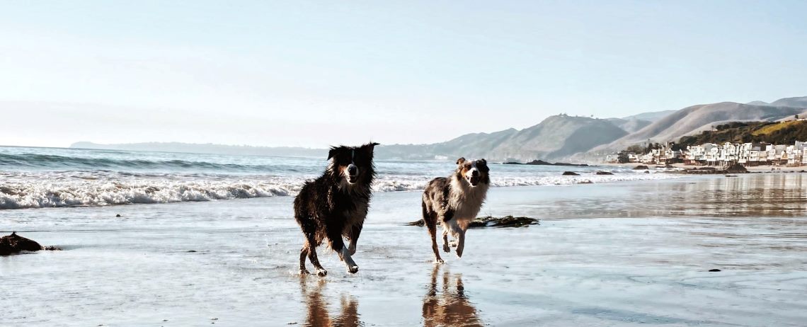 Los mejores hoteles y villas para viajar con su perro