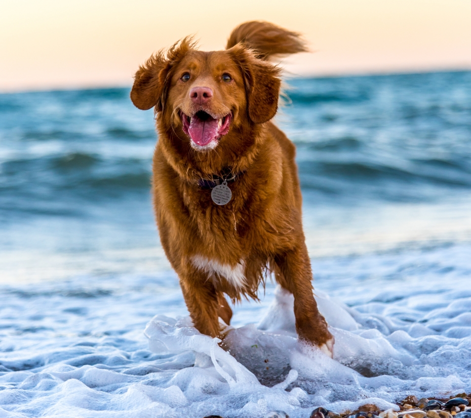 Los mejores hoteles y villas para viajar con su perro Huelva