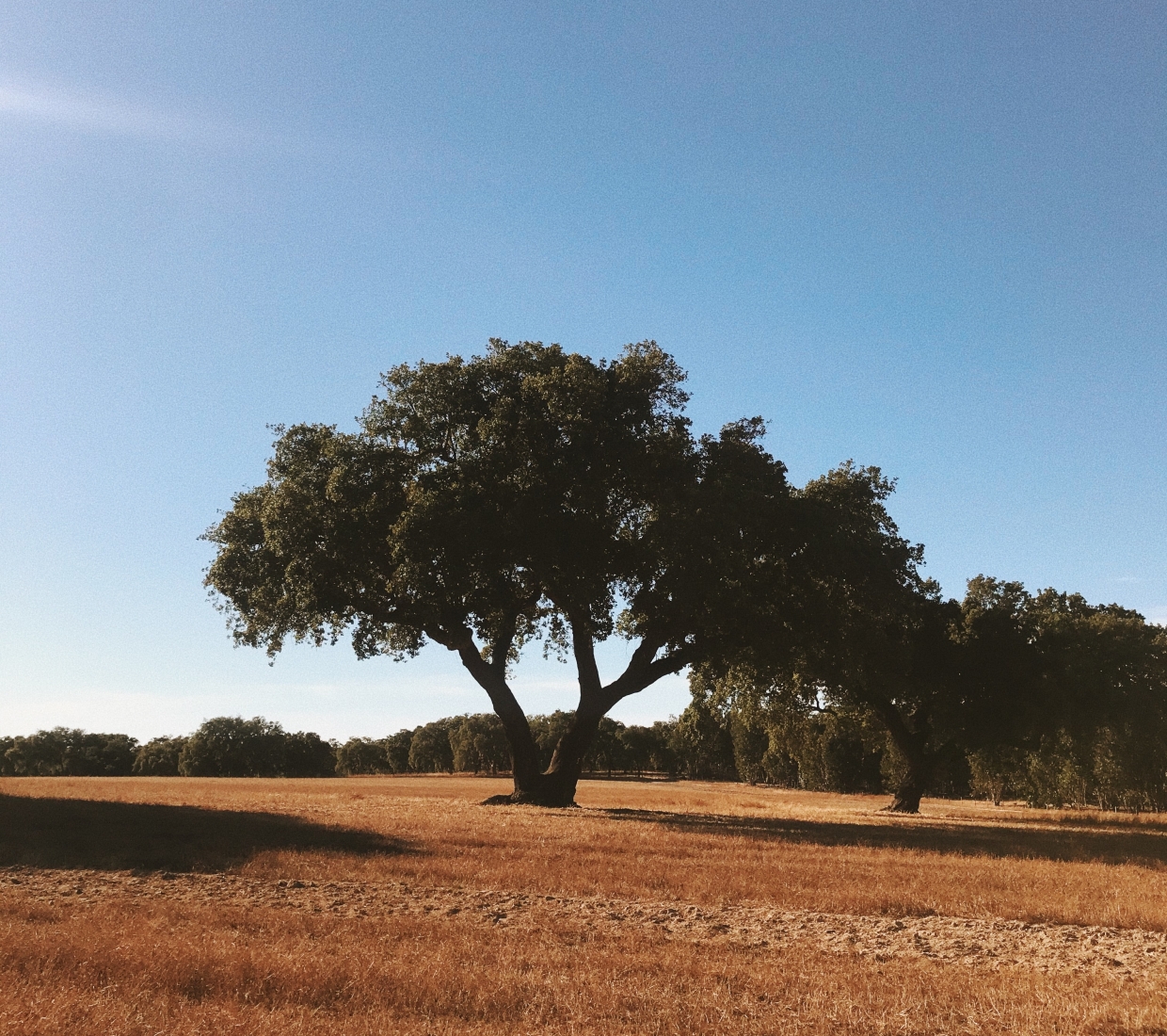 Hoteles con encanto Cercal do Alentejo, hoteles de lujo y apartamentos con estilo Cercal do Alentejo