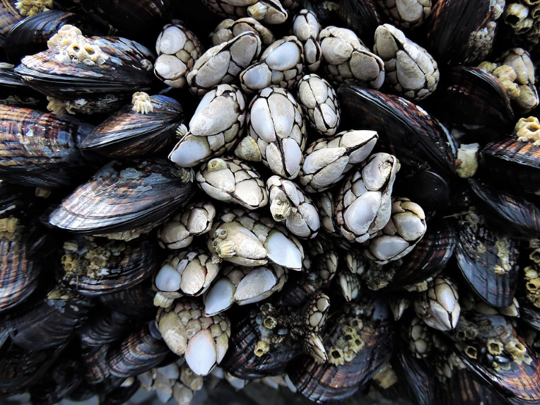 Percebes