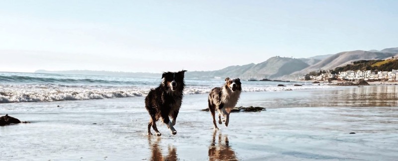 Dogs at the beach